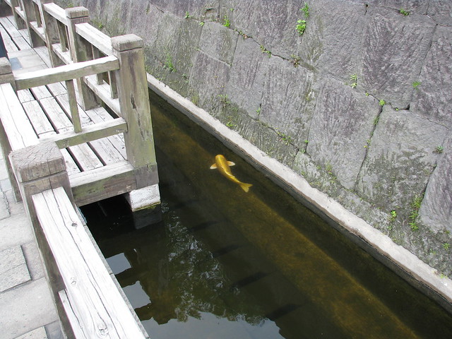 Kagoshima Castle ruins 鹿児島の城の遺跡 - Golen carp 金色の鯉