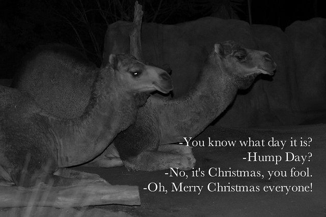 Camels celebrate Christmas