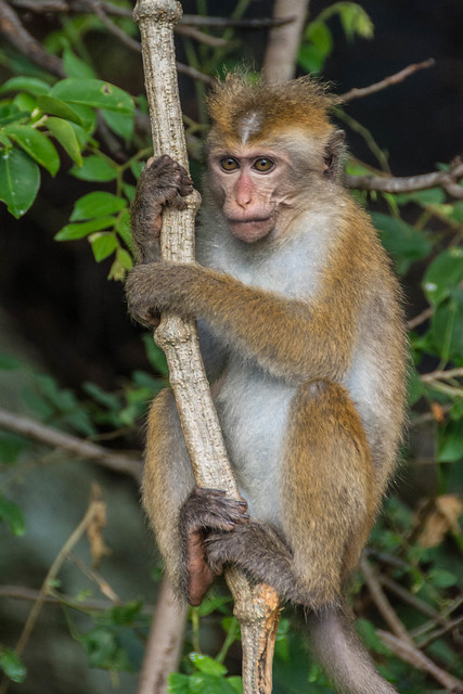 Young Toque Macaque, Heritance Kandalama Hotel, Sri Lanka