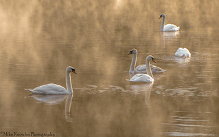 Five swans in sunrise mist-0377