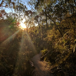 Beautiful walk up to mount lofty today #sunset #walk #walkingtrail #woods #trees #nature #hikingadventures #hiking #waterfallgully #clelandwildlifepark #cleland #trail #Adelaide #southaustralia #adelaidehills #visitsouthaustralia
