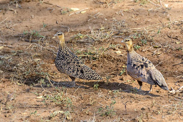 Yellow-throated Sandgrouse (Pterocles gutturalis), female & male