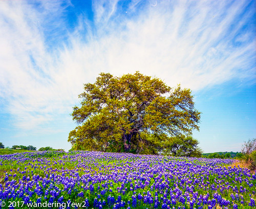 120 hillcountry llanocounty mamiya mamiya7ii texas texashillcountry texaswildflowers bluebonnet film filmscan flower mediumformat wildflower