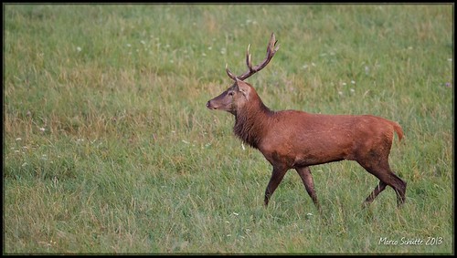 MS_20110924_1494 | by wildfotografie