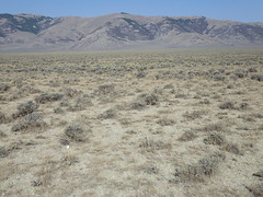 Grand View Canyon Road cheatgrass sites