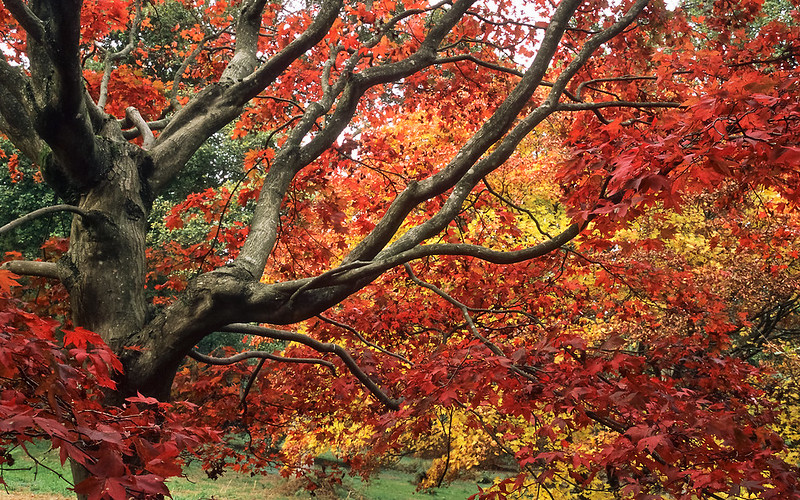 Winkworth Arboretum – Vibrant Autumn Foliage Colors | Godalming, Surrey, UK:  (11 of 14)