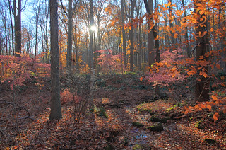 Late November Afternoon on the Patriots Path Near Coopers Mill