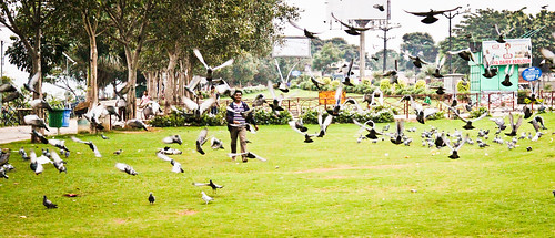 birds canon landscape msbabu colours necklace road sathisbabu hyderabad india pigeon park people sathisbabum sathisbabumurugesan sathisbabuphotography sathis