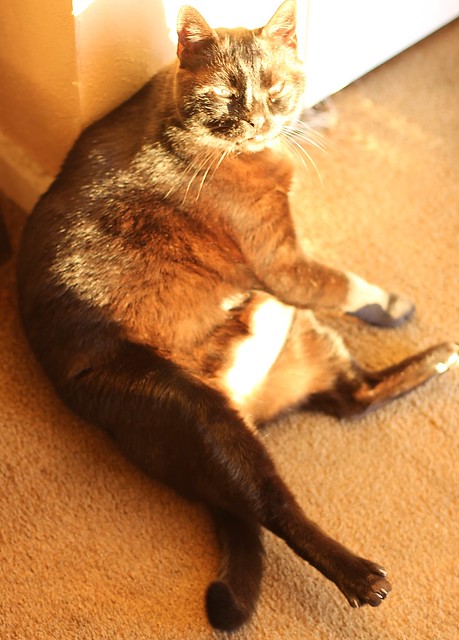Fat cat soaking up some slimming rays
