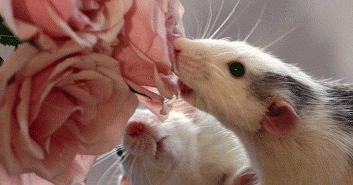 Just Pinned to RattieFluffs: http://ift.tt/2oXU2os http://ift.tt/2ooSEIc | by rickylavendergold