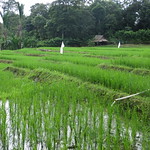 arrozal 