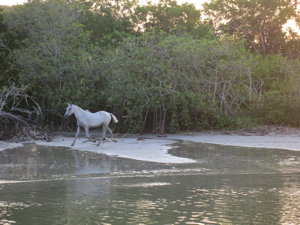 Wild Horse on the Beach