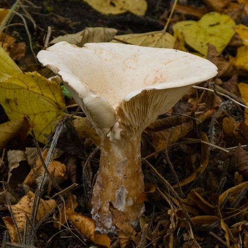 Trooping funnel mushroom