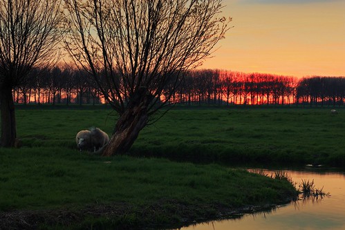 spring sunset netherlands landscape nature sheep grassland water polder dusk orange trees