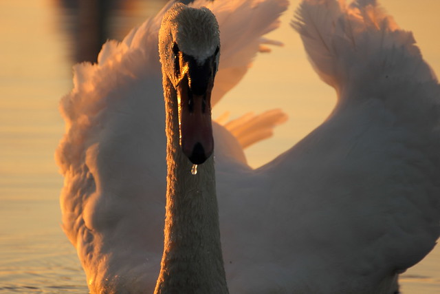 Golden Swan.....