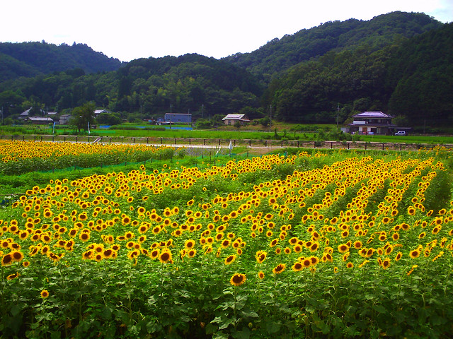 sunflower field - Sayo-cho