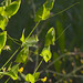 Flickr photo 'Lathyrus aphaca CFS407-C16' by: Sarah Gregg Lynkos.