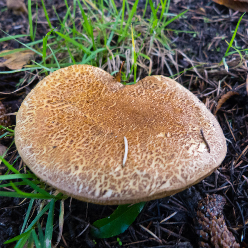 Sepia bolete