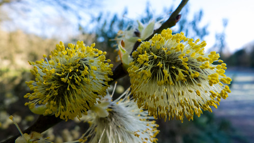 Pollen-laden pussy willow catkins