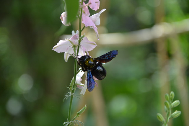 Xylocopa violacea - bourdon noir, abeille charpentière 32979706351_d3220c7d90_z