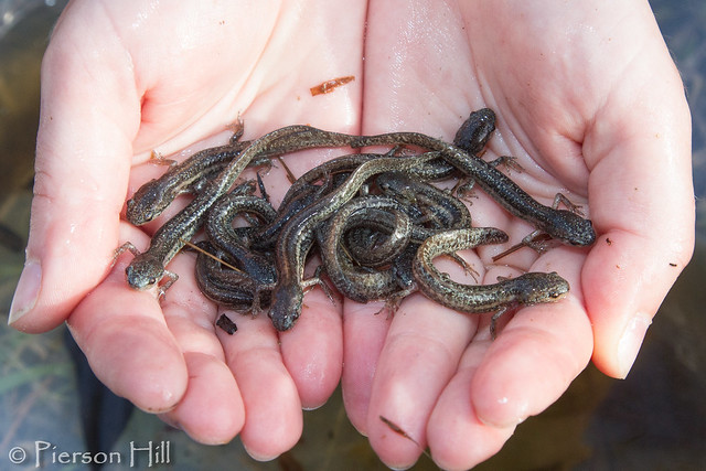 Frosted Flatwoods Salamander metamorphs - Federally Threatened