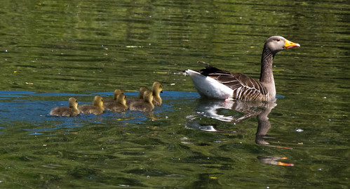 Goose and goslings, West Park