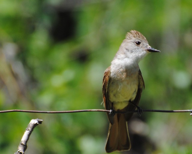 ash-throated flycatcher