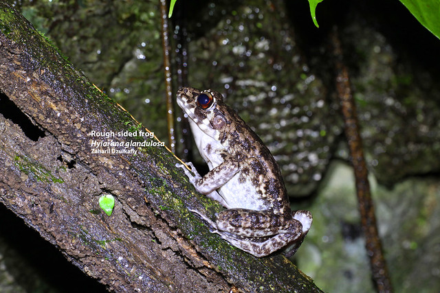 Rough-sided frog (Hylarana glandulosa)