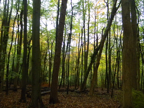 In the woods Chorleywood to Chesham