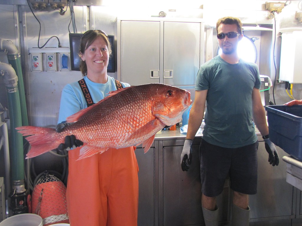 fish2890, Displaying a large red sea bass. After tissue and…