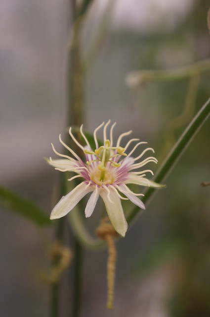 Passiflora rubra