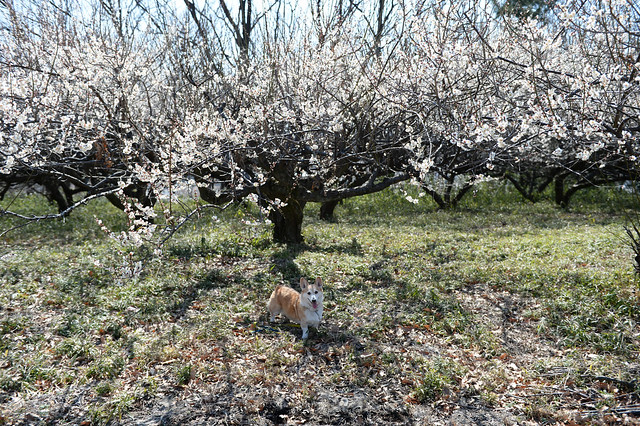 KOGI and Ume Blossoms