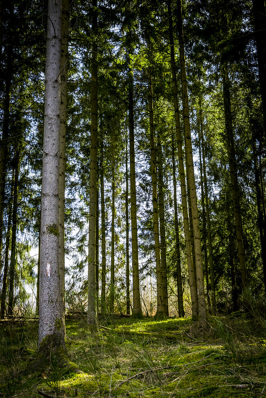 Les arbres | Flickr