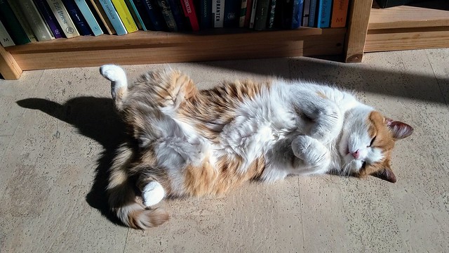 Rufus catching some sun