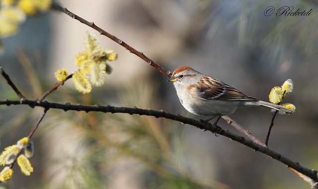 *** bruant hudsonien  / american tree sparrow