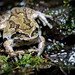 Flickr photo 'Pacific Chorus Frog (Pseudacris regilla)' by: DaveHuth.