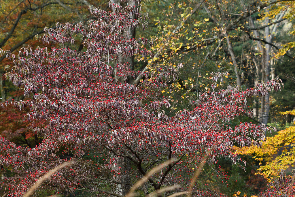Cornus florida (flowering dogwood), fruit and fall color