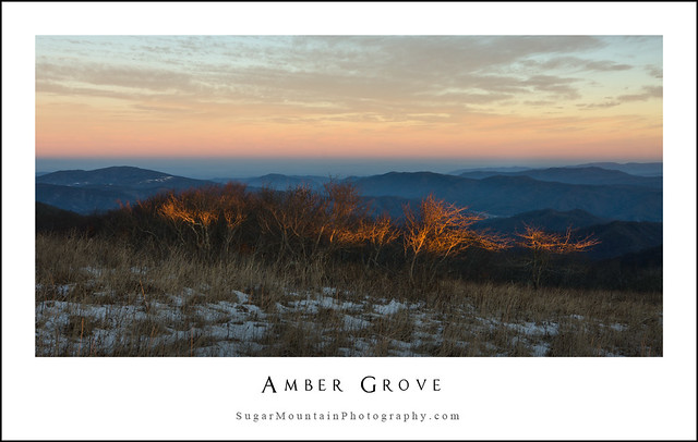 Amber Grove
