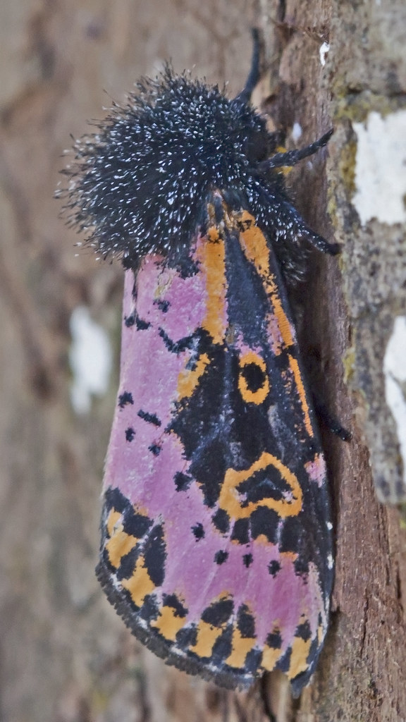 Spanish Moth - Xanthopastis timais