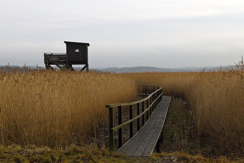 reed reeds sweden sverige birdwatching watchtower kungsbacka canonef24105mmf4lisusm canoneos7d tjölöholm
