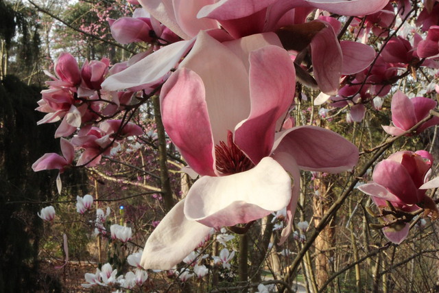 Beautiful saucer magnolias.