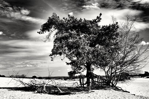The tree | by wimkappers