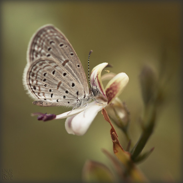 India. Flowerbutterfly or butterflyflower....