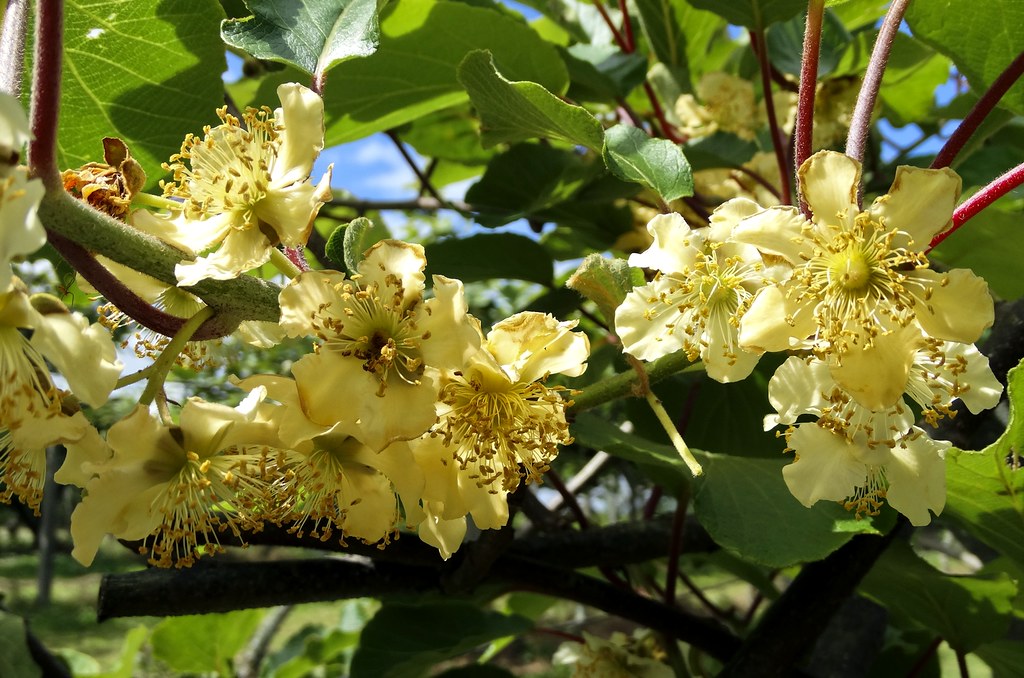 Conjunto de flores masculinas do kiwi | Nome Científico: Act… | Flickr