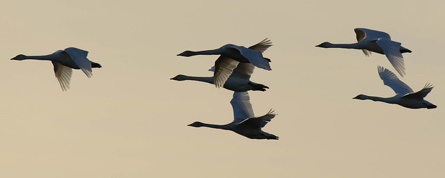 Whooper swans at sunset