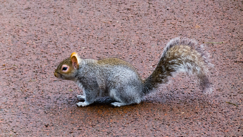Squirrel on a path