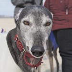 Greyhound Adventure at Crane Beach, Ipswich MA, March 23rd 2014