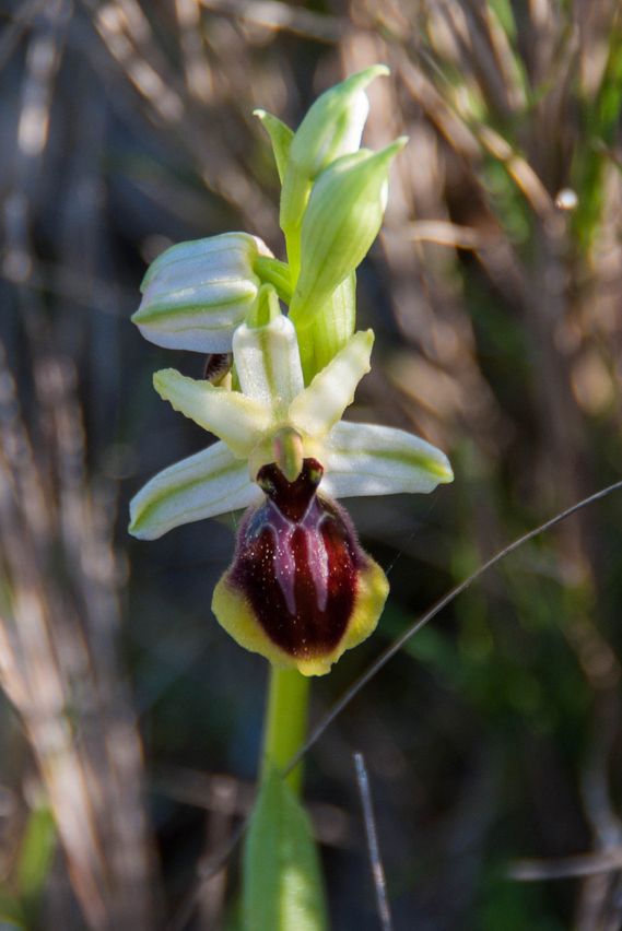 Orchidées de l'Escala (Catalogne/Espagne)