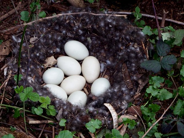DSCF8287 Il nido della Germana reale (22 marzo 2017) Eleganza nelle piume del nido, tutte nere con una punta bianca