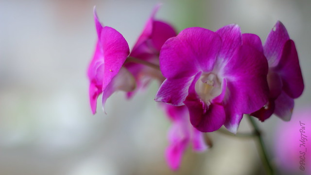Semaine des orchidées - Orchid Week.